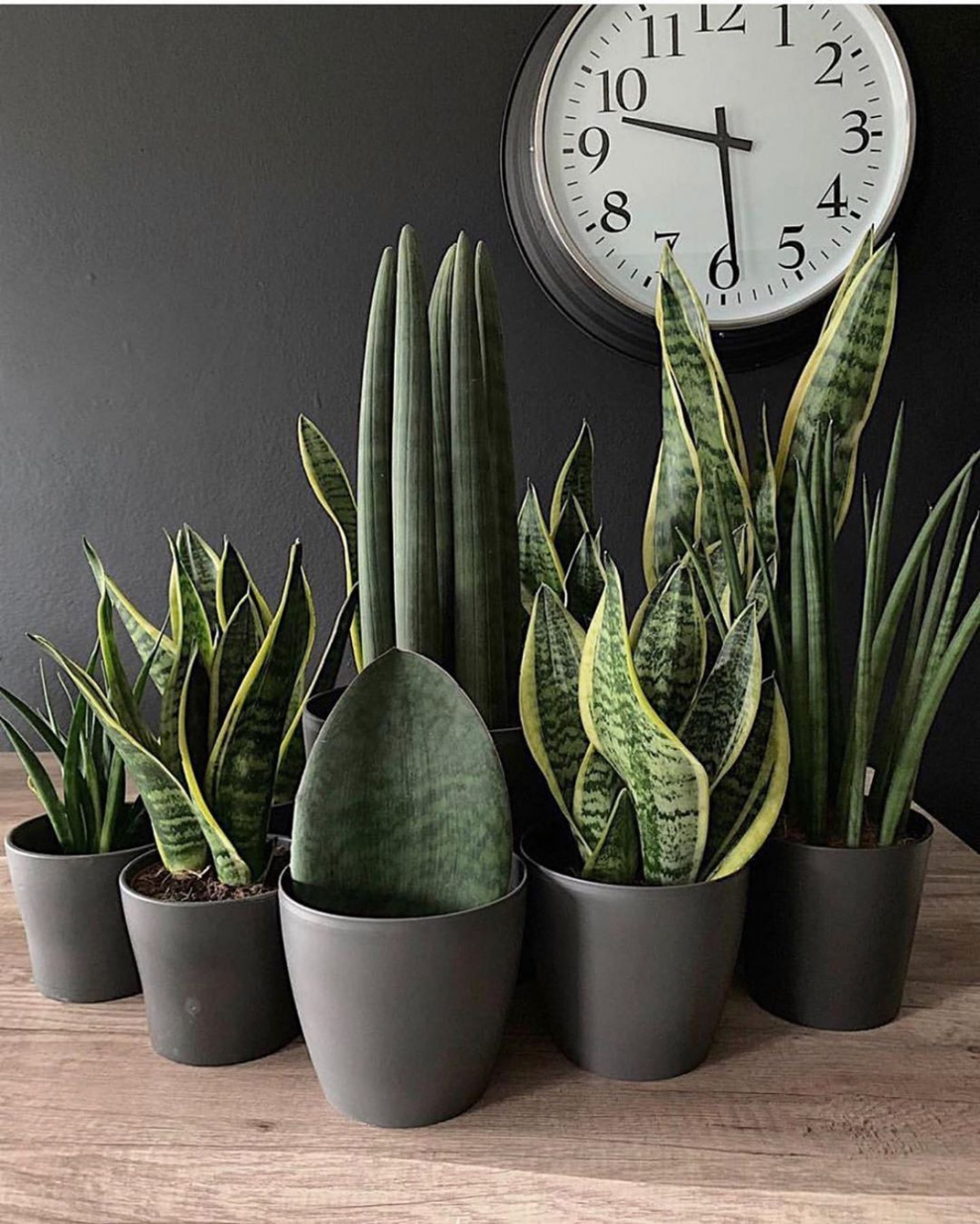 Сансевьера щучий хвост