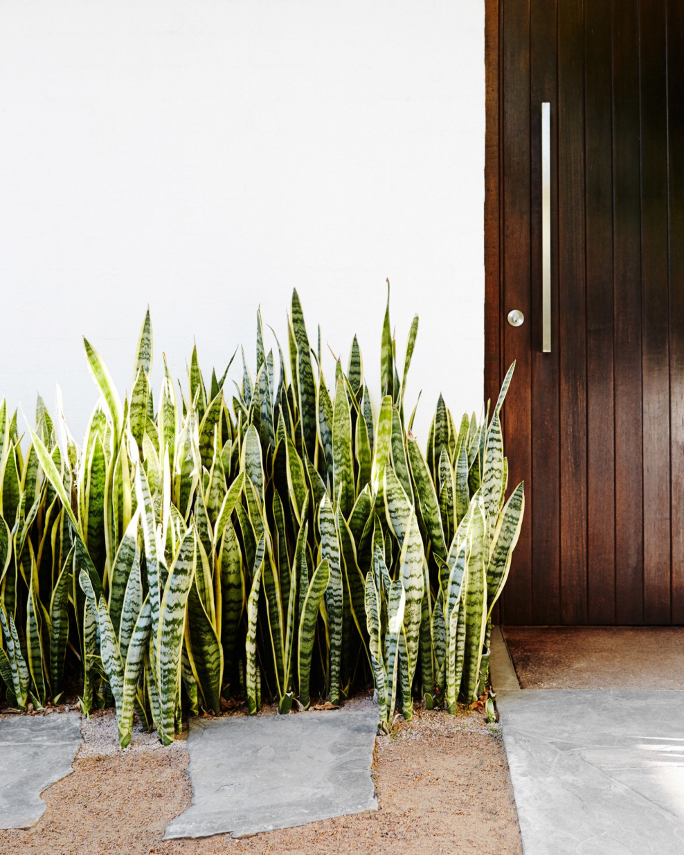 Горшок для цветка щучий хвост