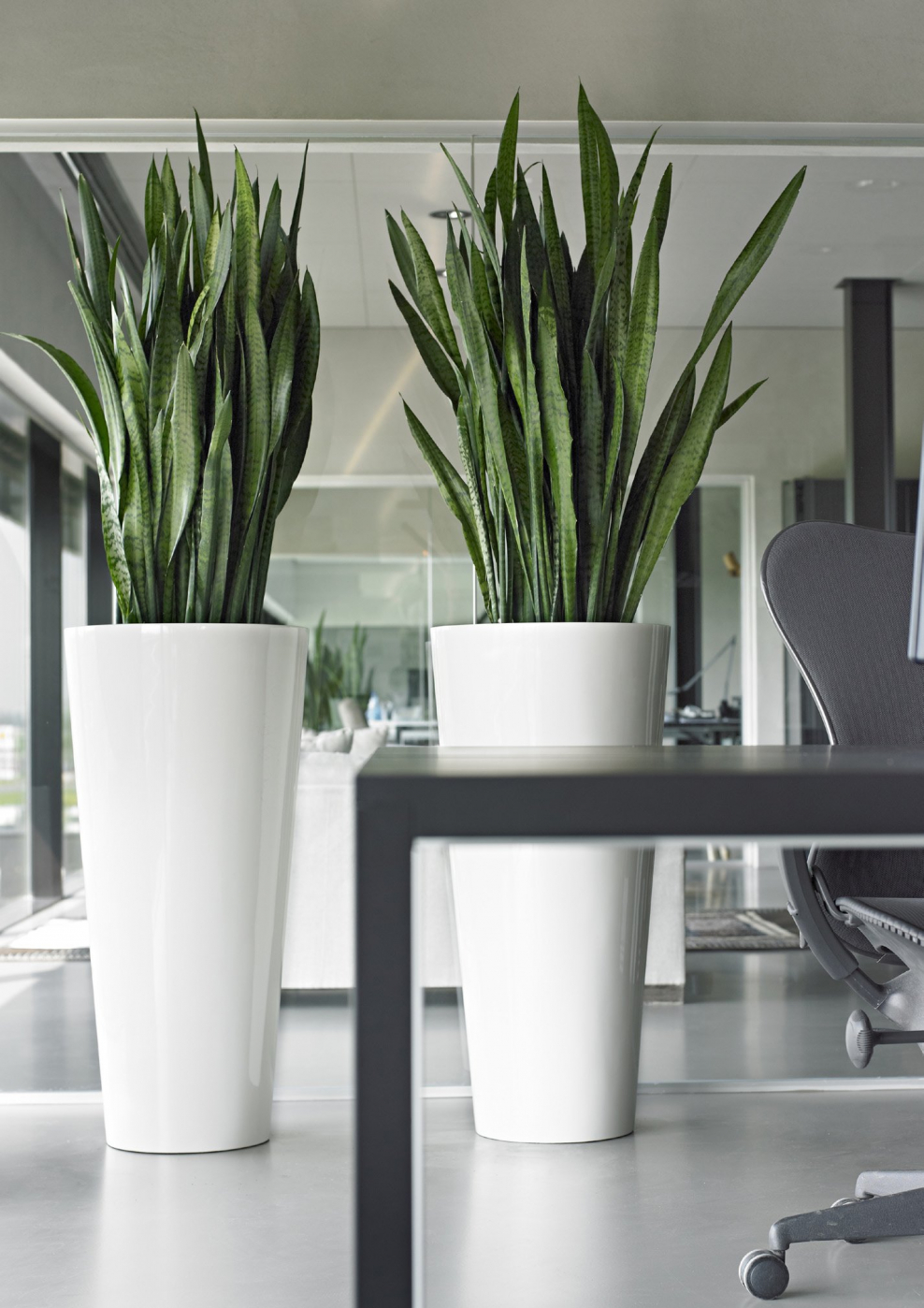 Щучий хвост в интерьере квартиры фото