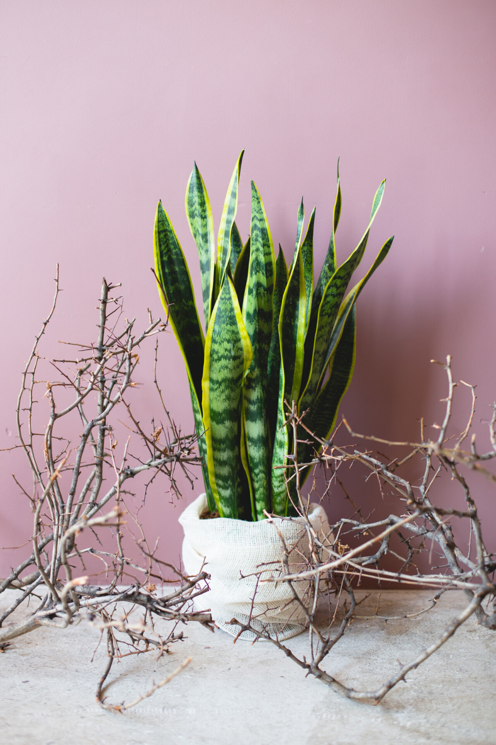 Сансевиерия Зейланика (zeylanica)