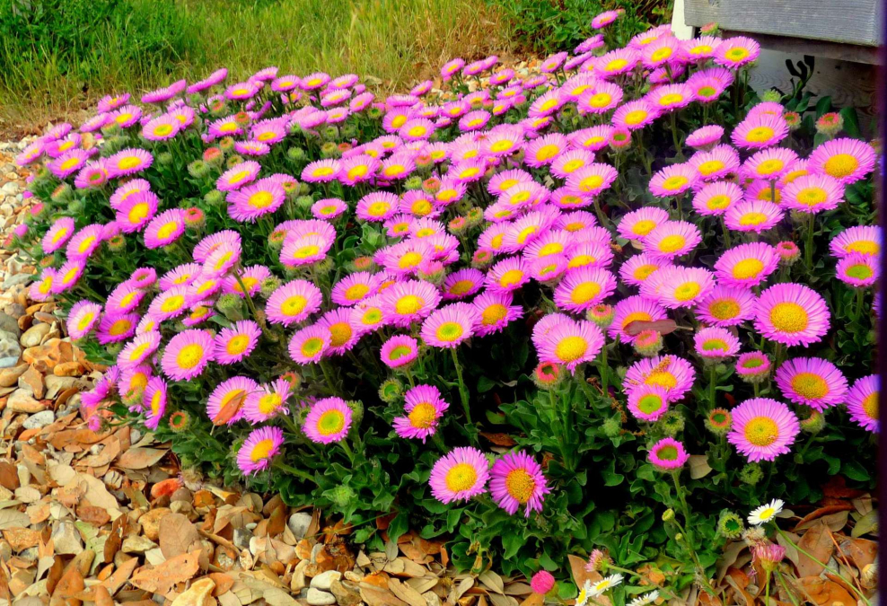 Астра Альпийская розовая