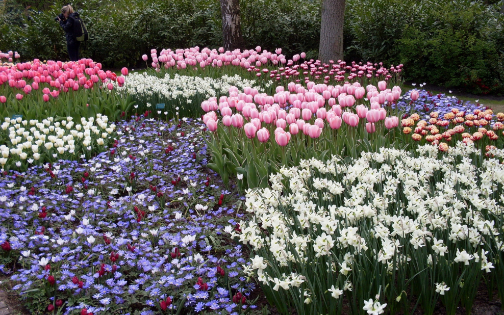 Клумба с луковичными цветами