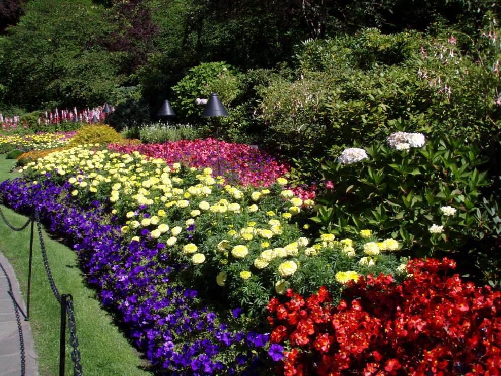 Синяя рабатка