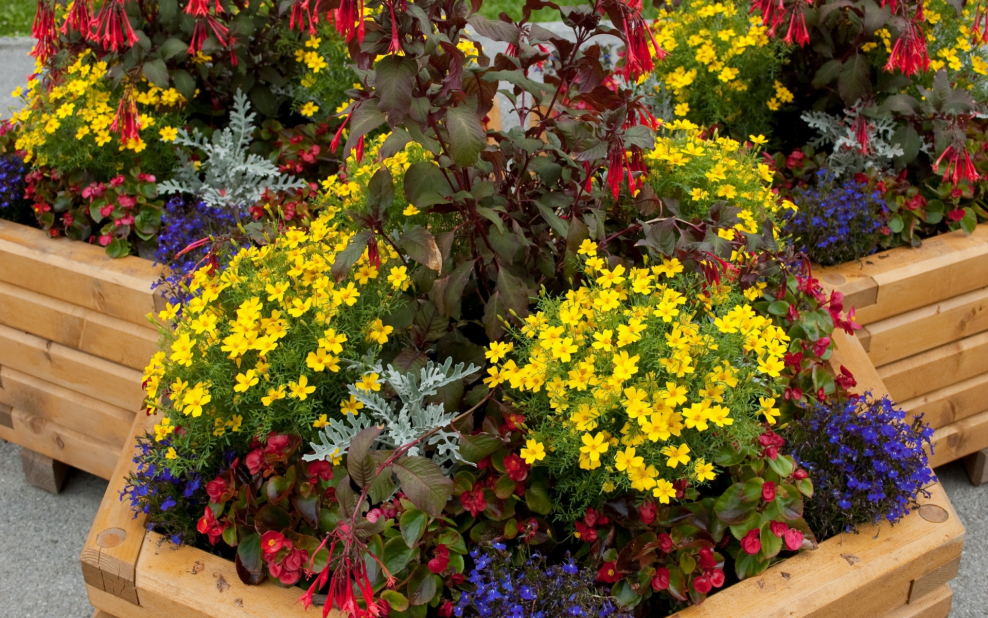 Клумбы однолетников на даче