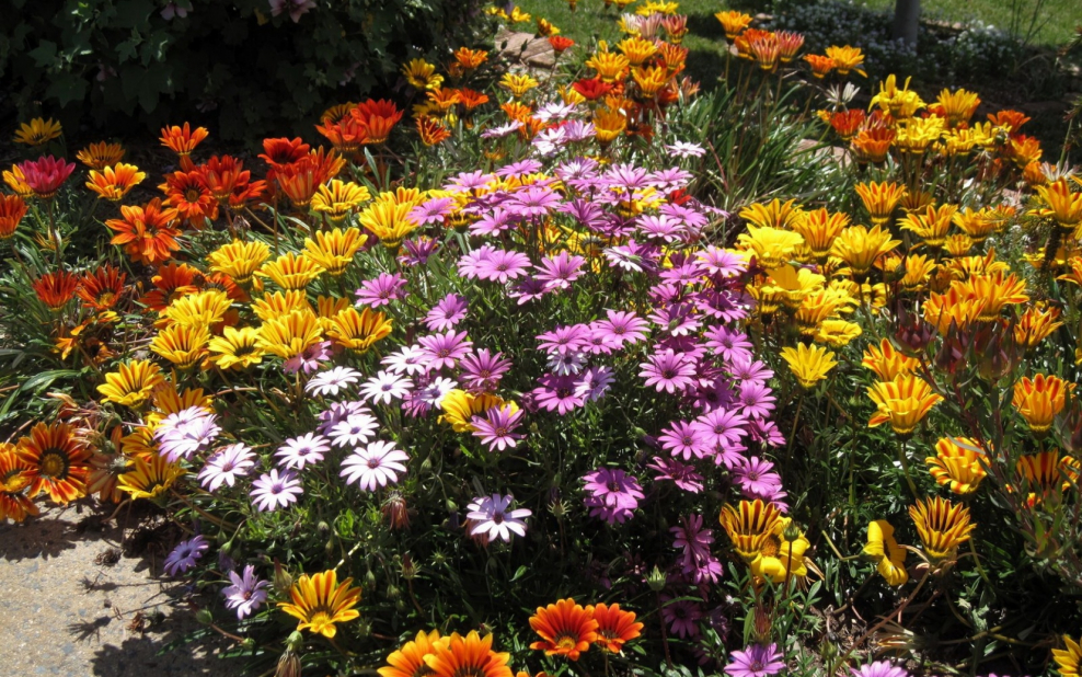 Гацания в цветнике