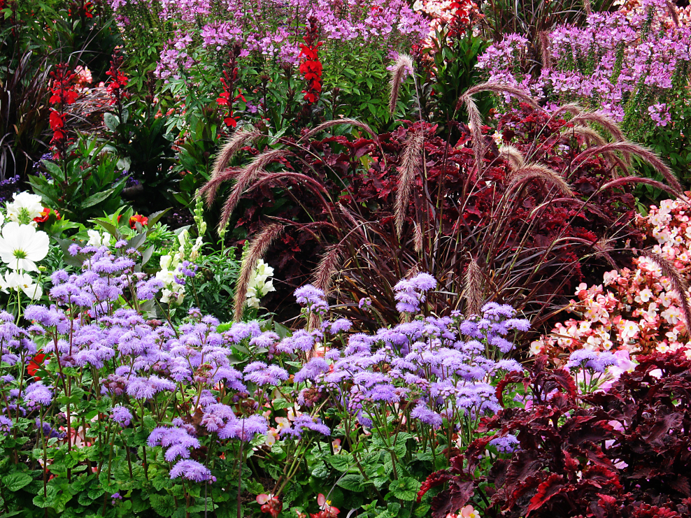 Клумба Флоксы астильба хризантемы