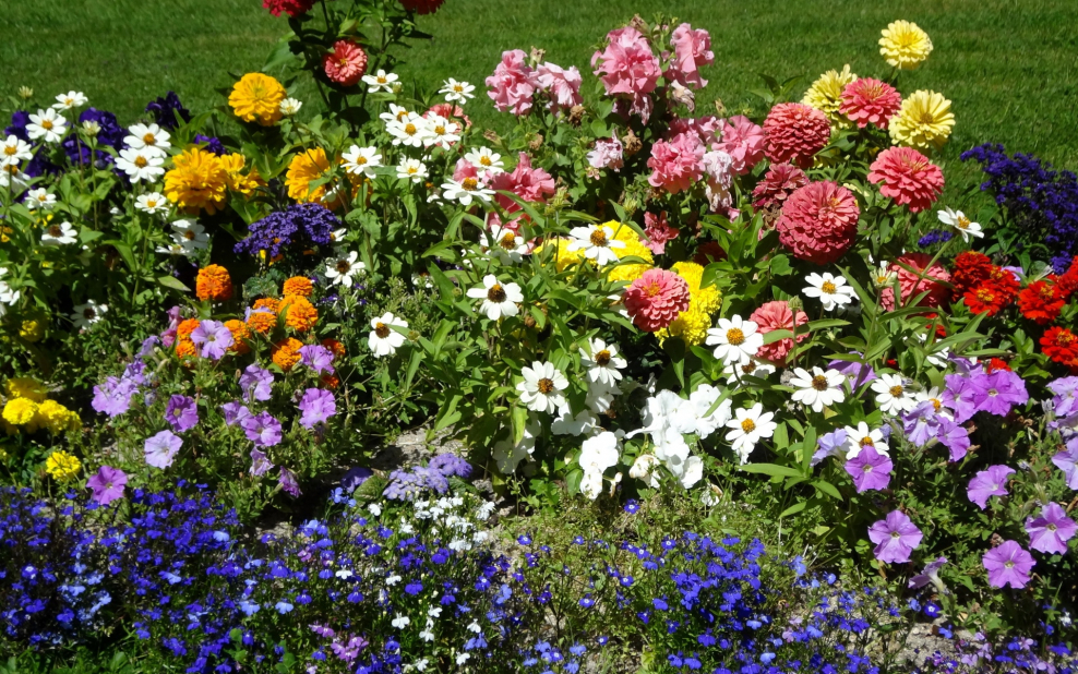 Бархатцы и петуния