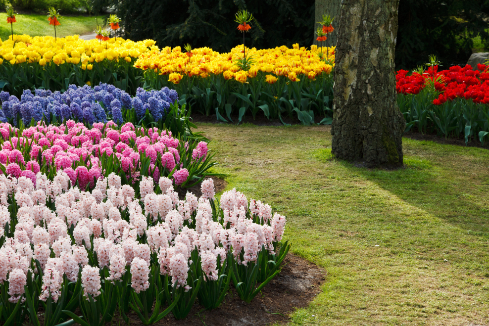 Моноклумбы из гиацинтов