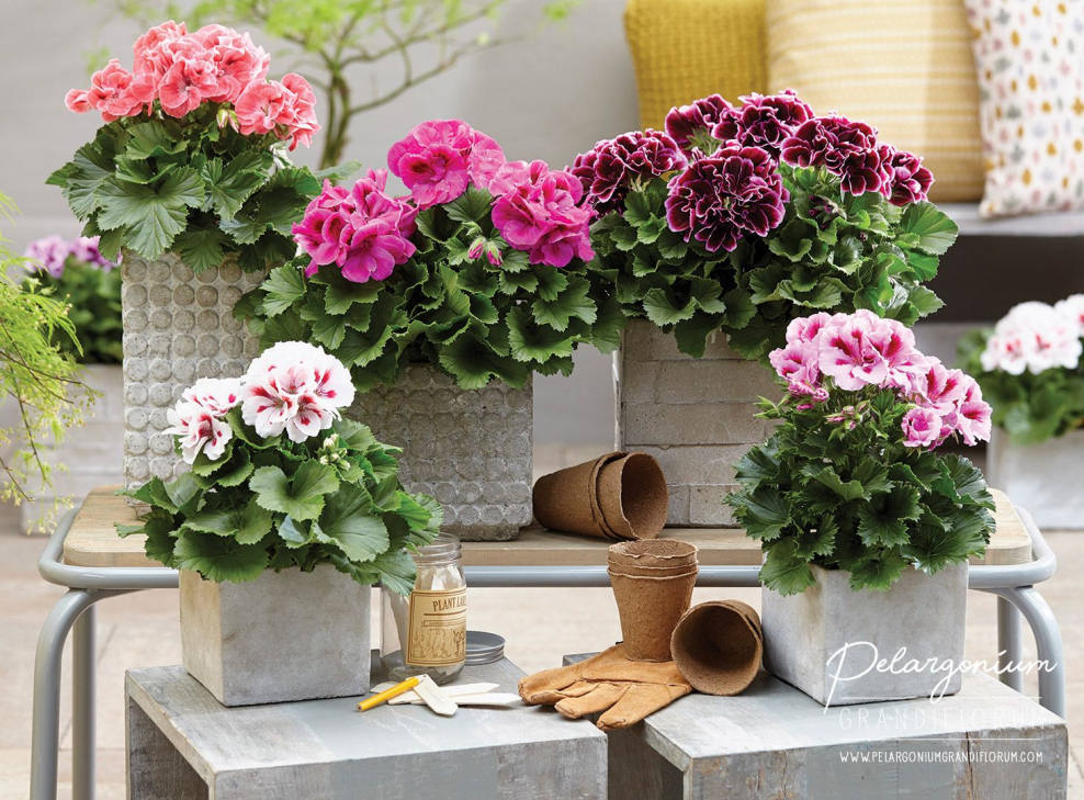 Pelargonium Garden