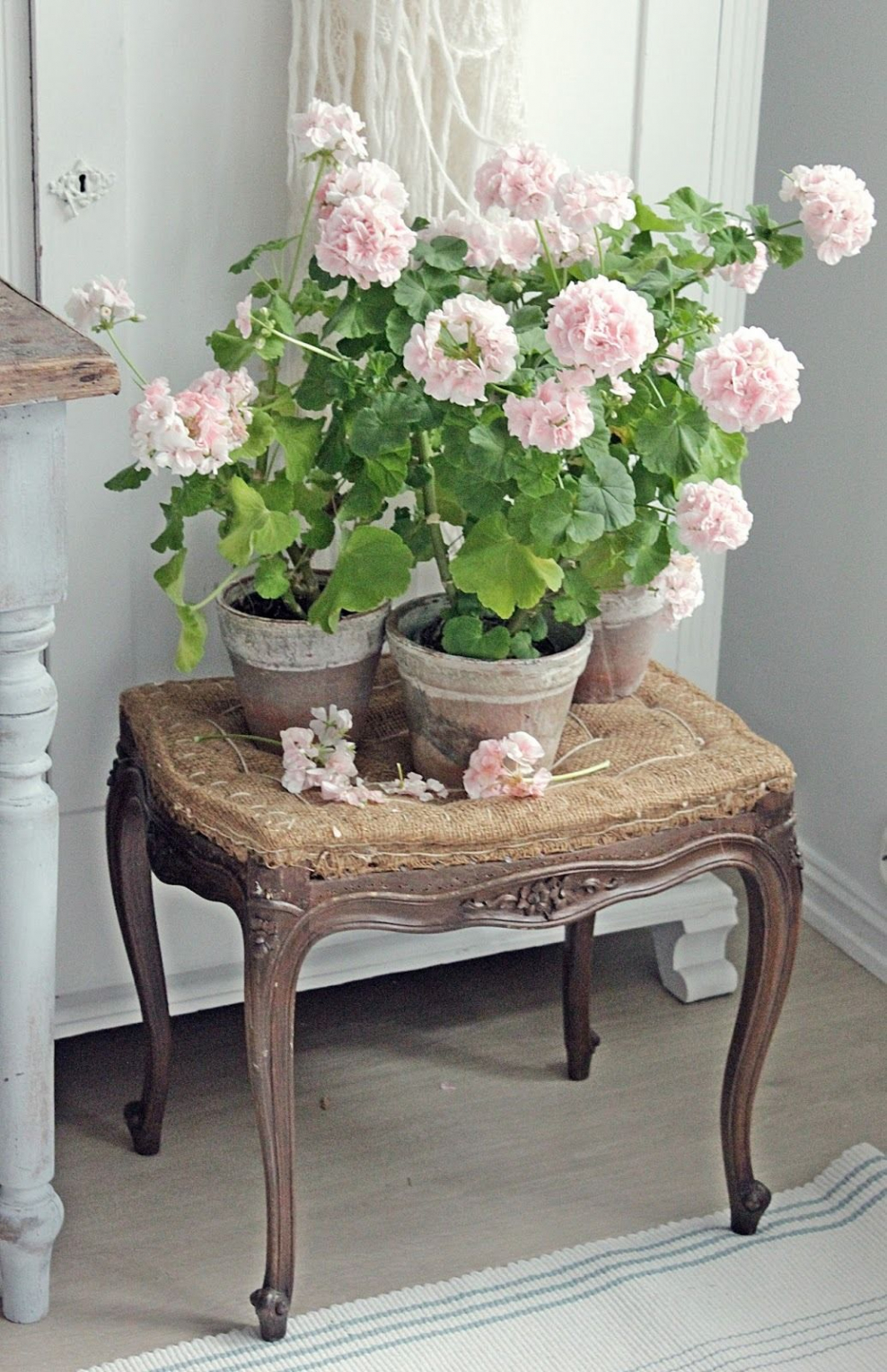 Пеларгония в интерьере Прованс