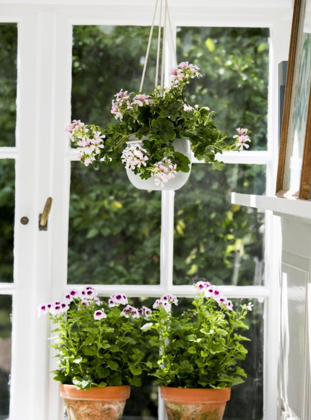 Пеларгония на окне в ящик