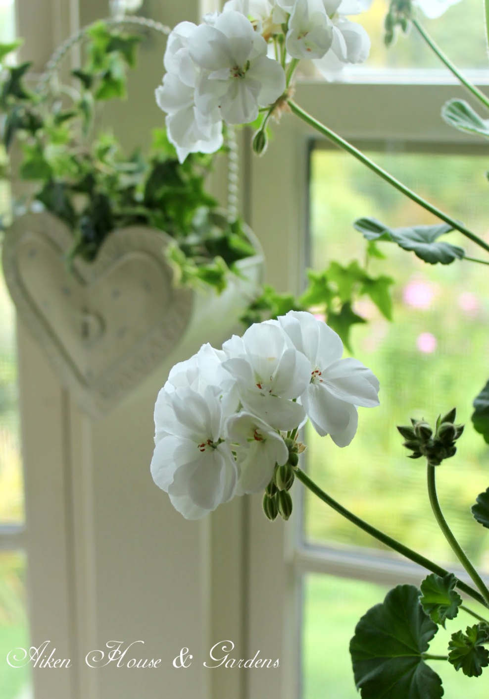 Белая пеларгония в интерьере