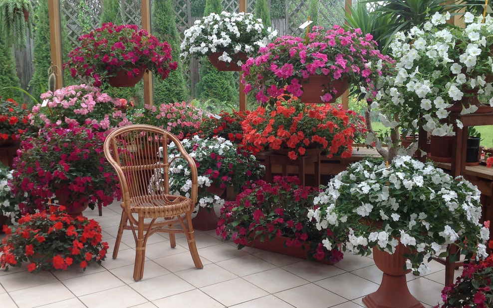 Импатиенсы ампельные