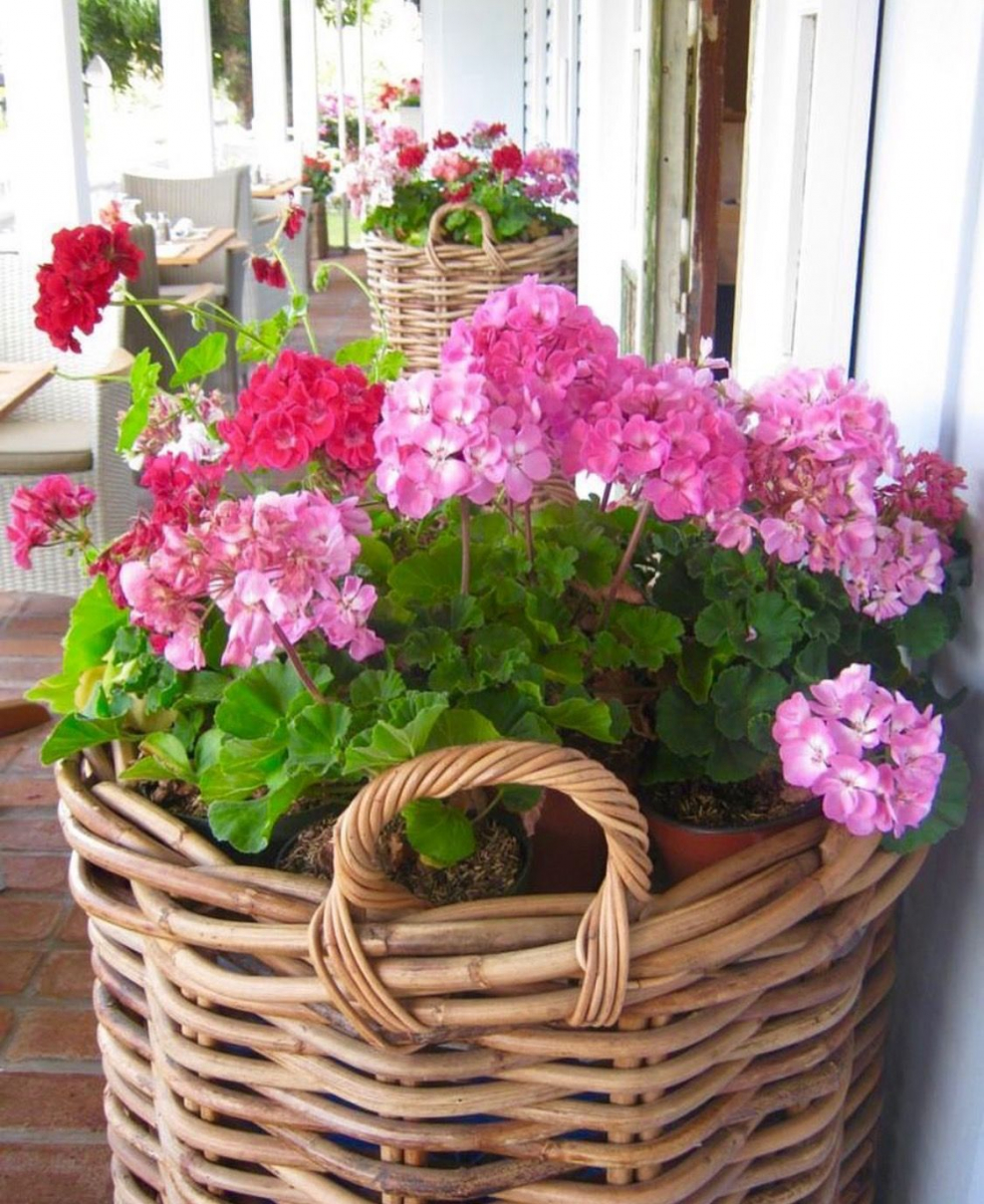 Композиции из пеларгонии