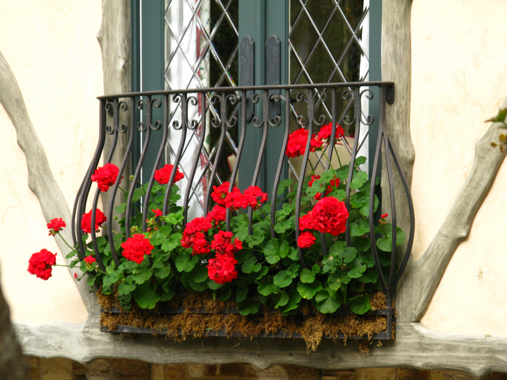 Ампельная пеларгония в ландшафтном дизайне