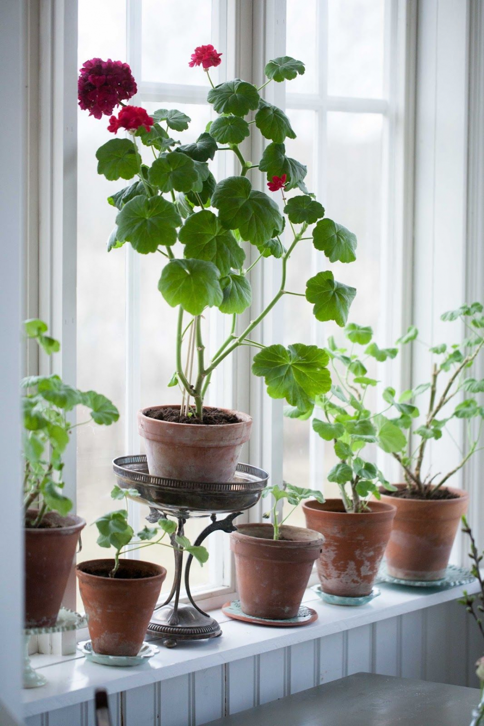 Лучшие кашпо для герани