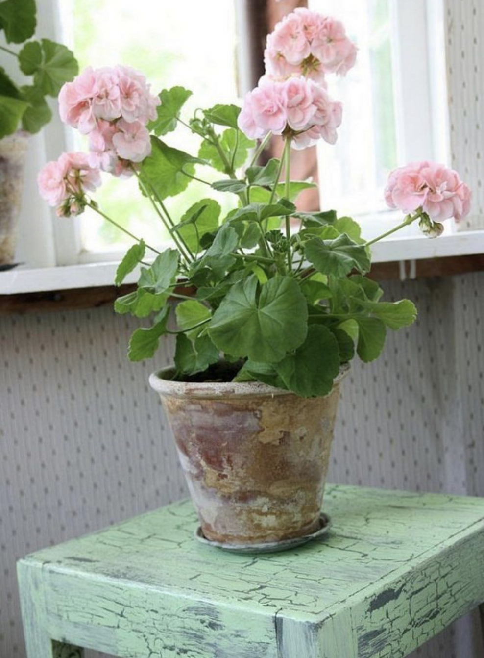 Герань горшечная