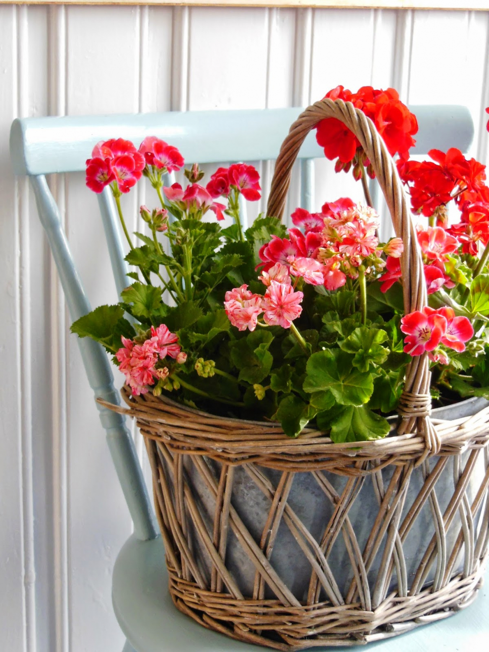 Герань в горшке