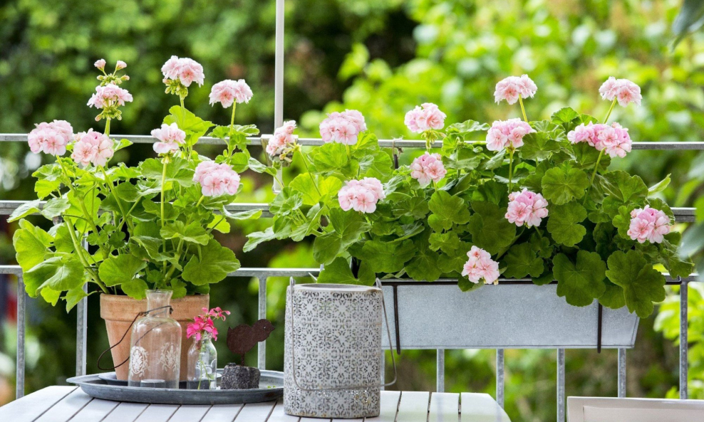 Пеларгония герань в саду на балконе в кашпо