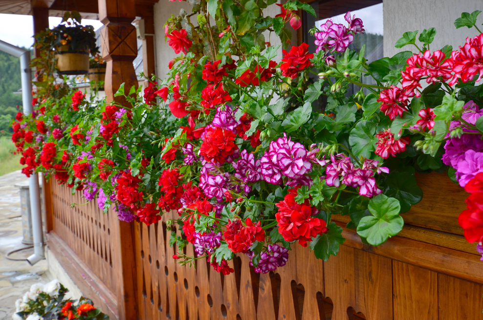 Ампельная пеларгония в интерьере