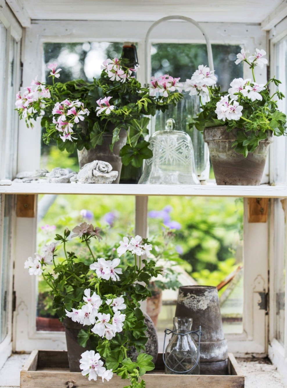 Герань на веранде