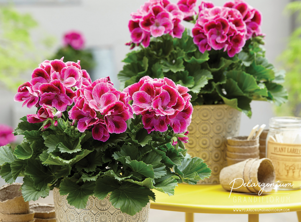 Пеларгония грандифлора d15