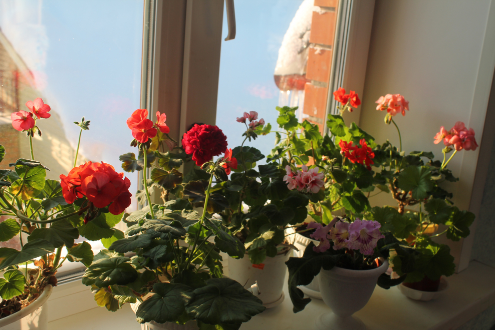 Герань на подоконнике с улицы
