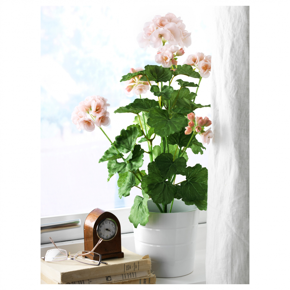 Фейка икеа пеларгония