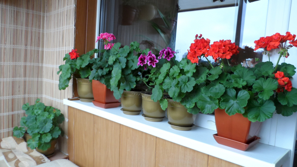 Желтая герань фото домашнее