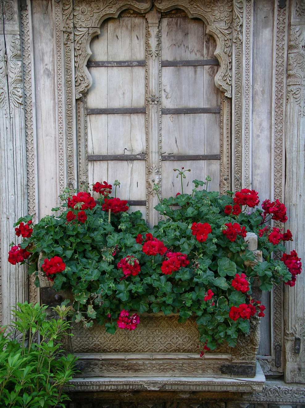 Герань на балконе