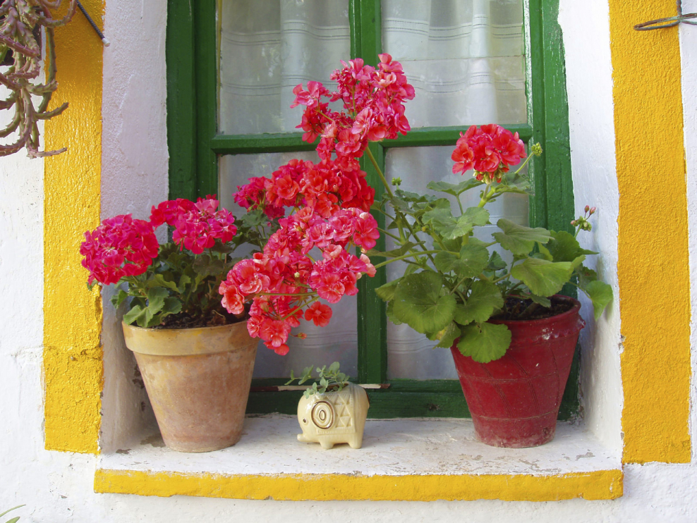 Бабушкины цветы на подоконнике