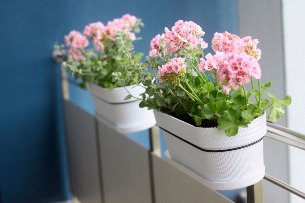 Пеларгония Йитка в кашпо