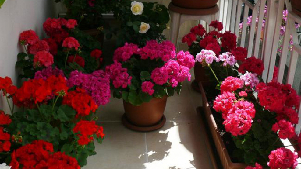 Королевская пеларгония на штамбе