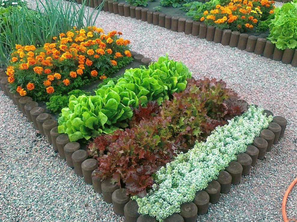 Декоративный огород пряных трав