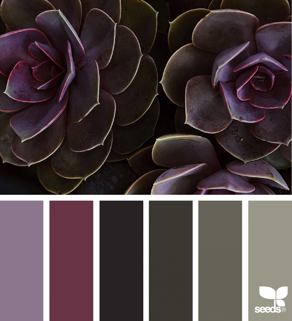 Темные Палитры