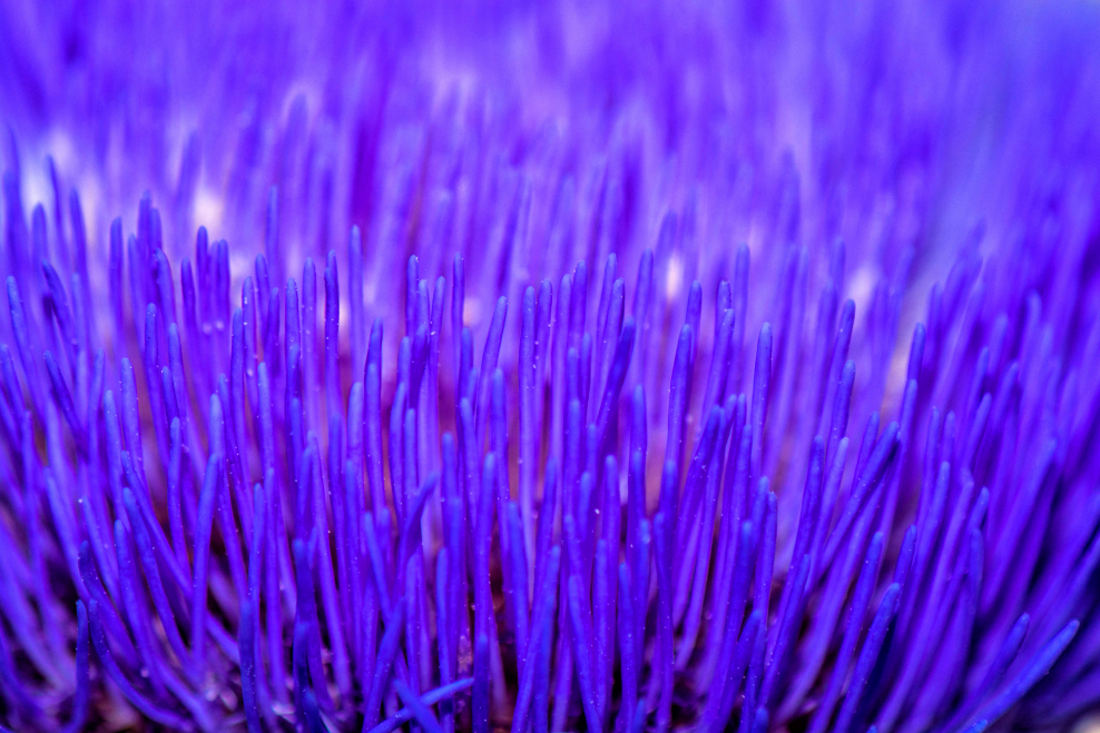 Сине фиолетовый