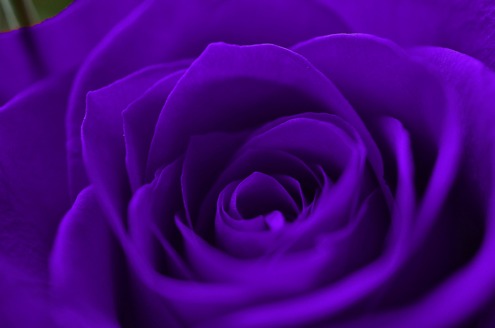 Роза, фиолетовая, Rose, Purple