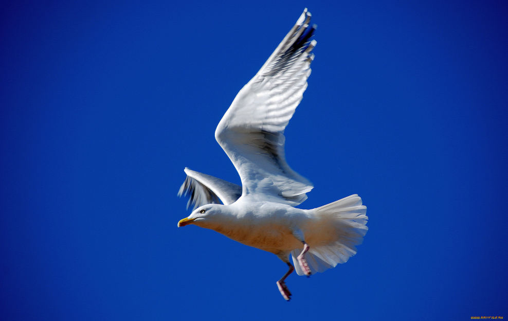 Чайка эскиз тату