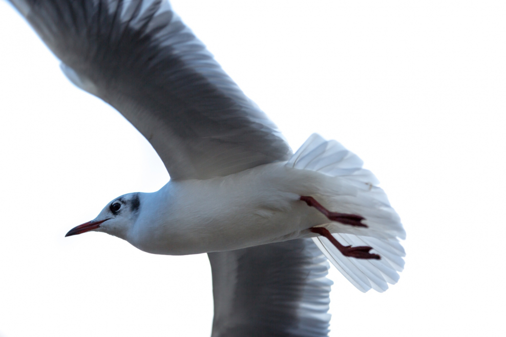 Чайка ГАЗ 13 КБ Смирнова