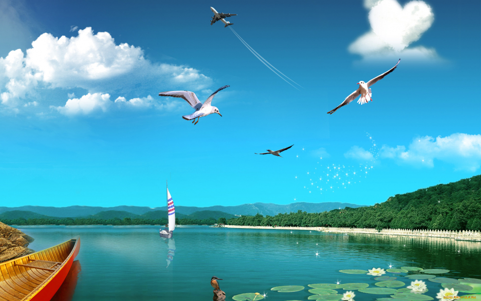 Чайки на рабочий стол