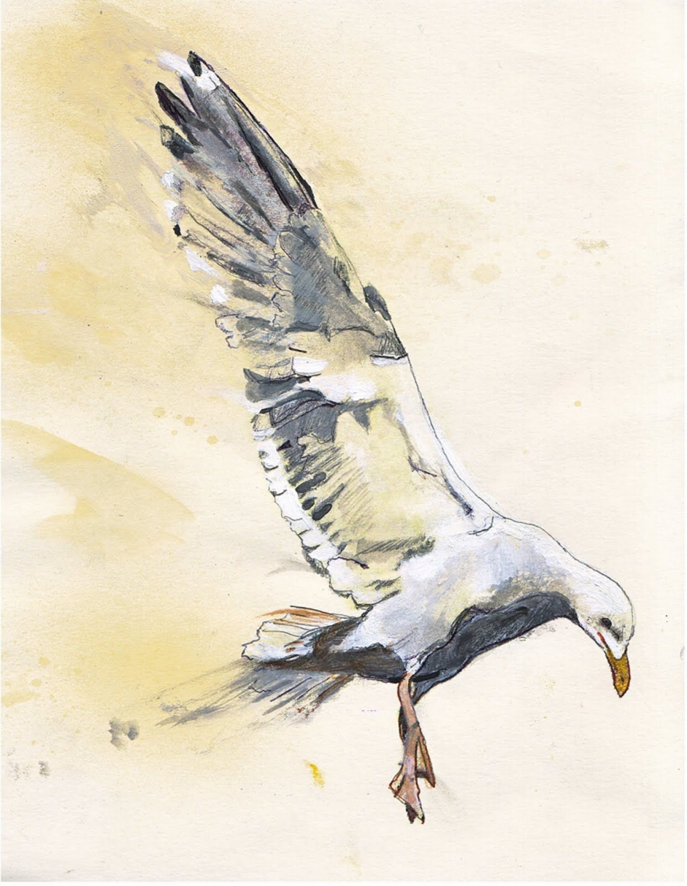 Иркутск Чайка птица набережная