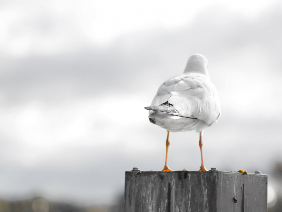 Чайки в полете