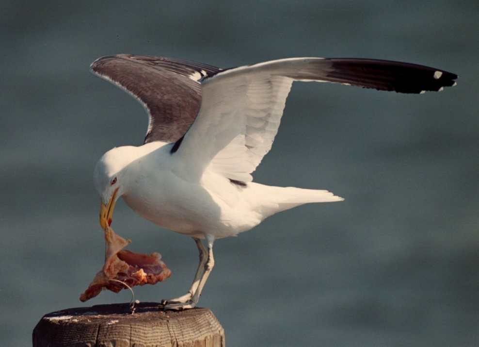 Чайка логотип вектор