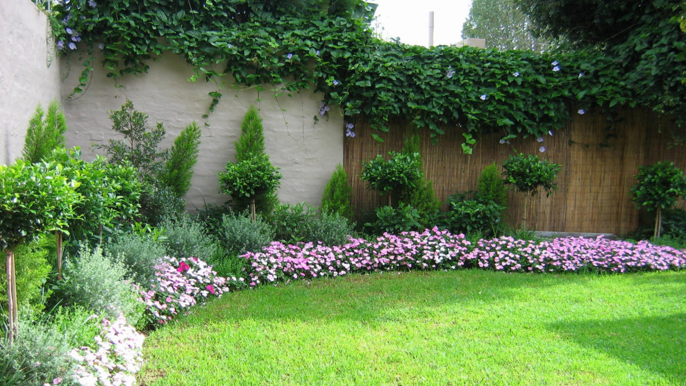 Растения вдоль забора