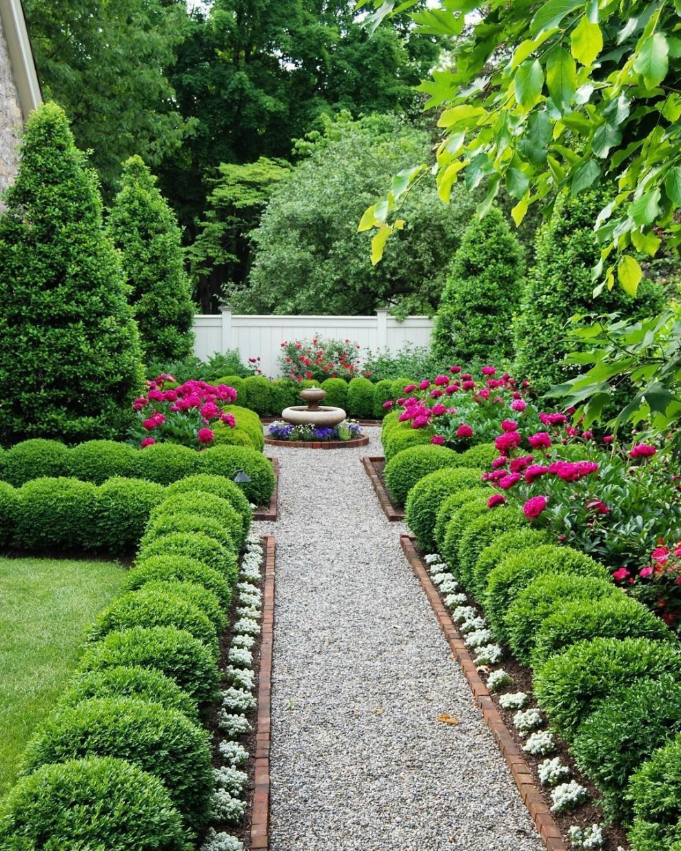 Туя Даника изгородь