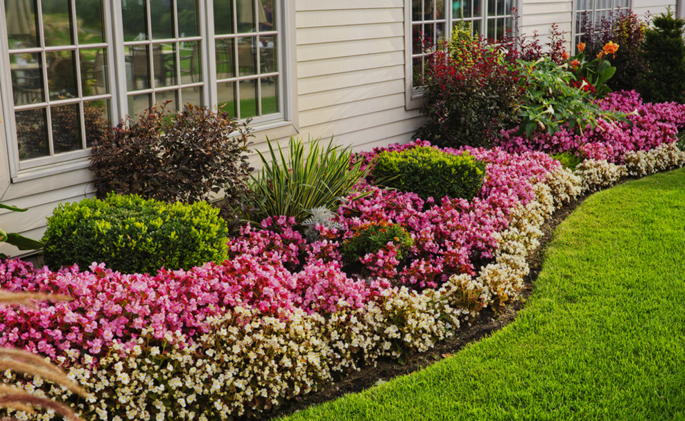 Рабатки миксбордеры