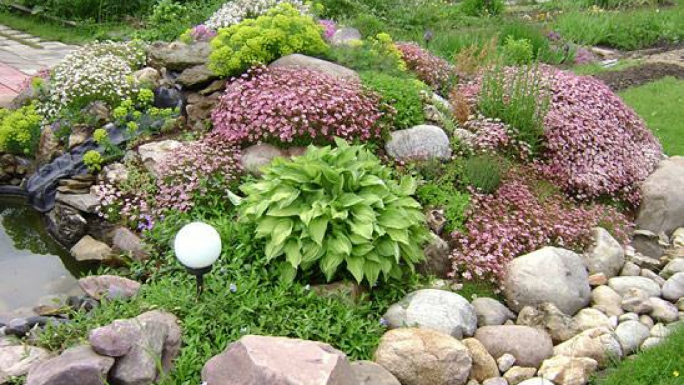 Растения для альпинария