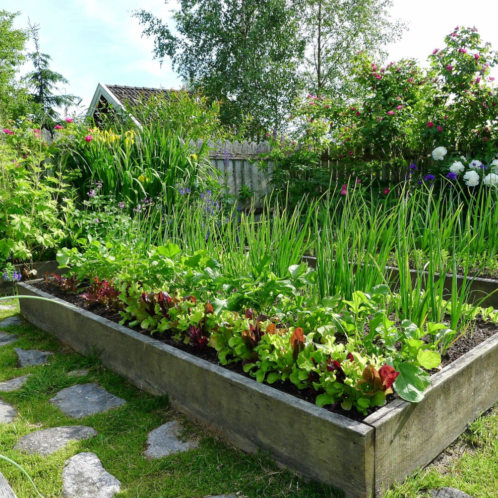 Грядки для зелени