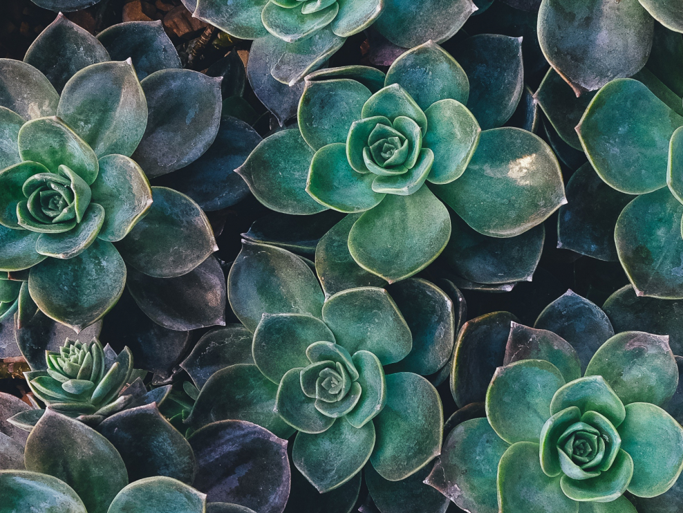 . Аффреско розы