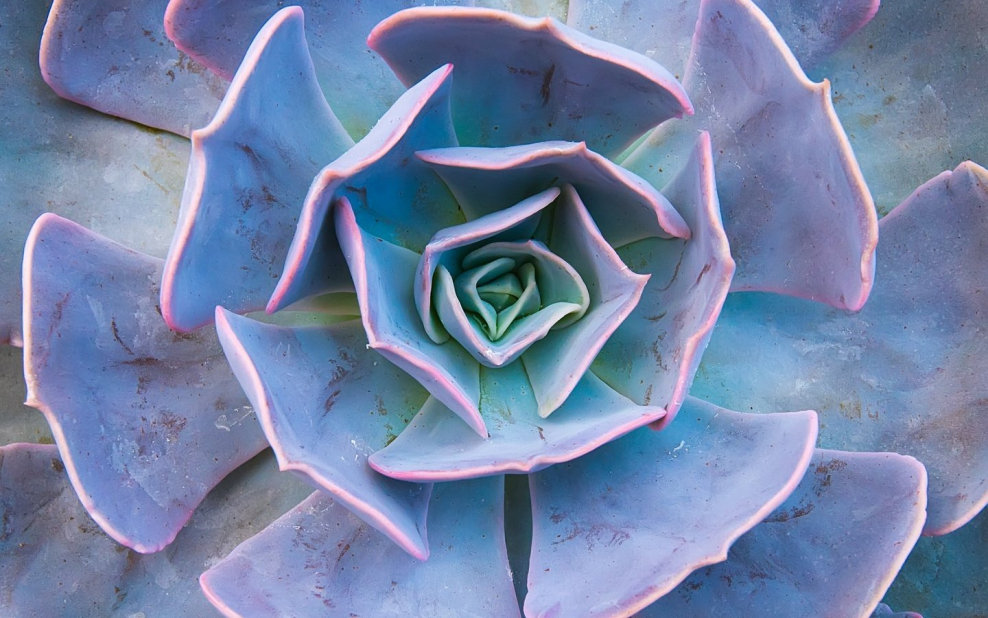 Суккуленты в гальке